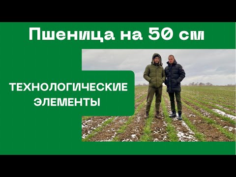 Видео: Пшеница на 50 см | Норма высева 1 млн. и меньше