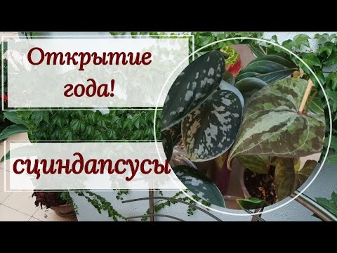 Видео: Сциндапсусы- открытие года... 🤣 Небольшой обзор вьющихся растений.