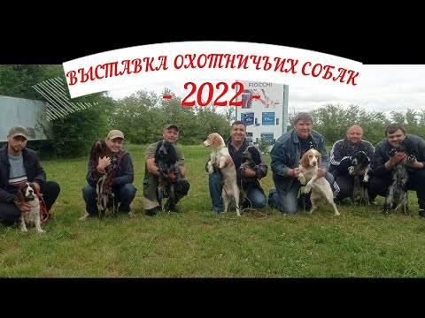 Видео: выставка охотничьих собак - 2022