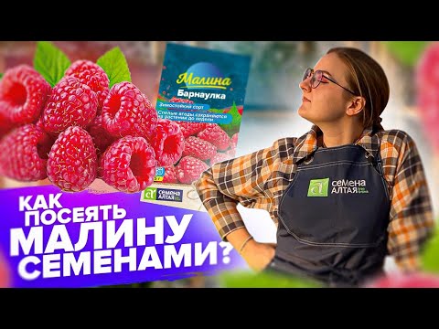 Видео: ПОСЕВ МАЛИНЫ, ЕЖЕВИКИ, ЗЕМЛЯНИКИ из СЕМЯН! КАК сеять от "А" до "Я"