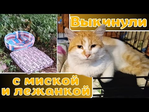 Видео: Выкинули с миской и лежанкой.