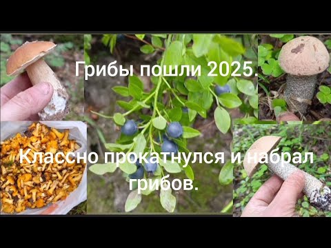 Видео: Сезон сбора грибов 2025