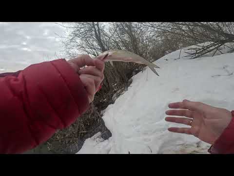 Видео: Рыбалка на р Чепца. На мормо в марте