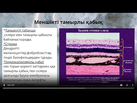 Видео: Көздің гистологиясы/гистология глаза