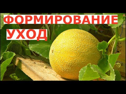 Видео: ДЫНИ в Ленинградской области ФОРМИРОВАНИЕ и УХОД