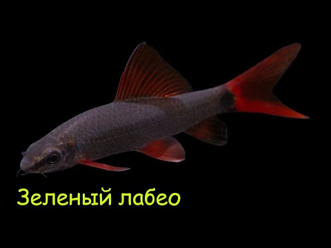 Видео: Зеленый лабео - Epalzeorhynchos frenatum