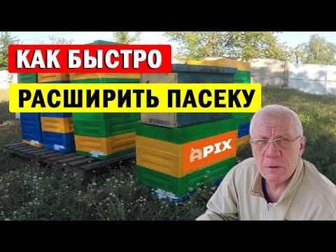 Видео: Как сделать отводок. Как ПРАВИЛЬНО делать отводок у пчел?