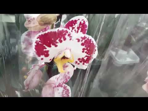 Видео: 08.05.2025г. Новая поставка орхидей в с/ц Планета лета.