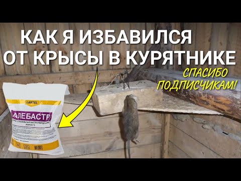 Видео: Как я избавился от крысы в курятнике