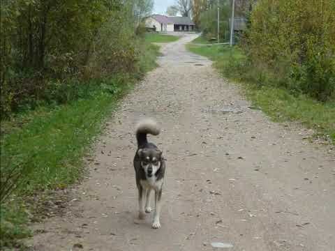 Видео: Поречье Бежецкого края  Октябрь 2016