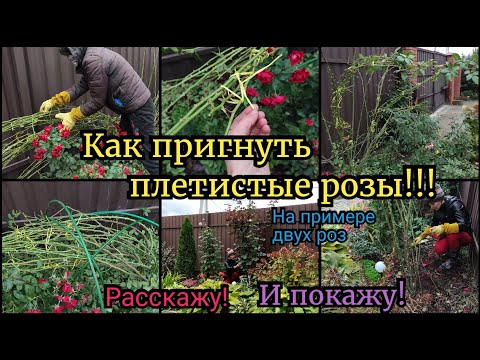 Видео: Как пригибать плетистые розы. На примере двух роз. Укрытие для розы. как Пригнуть вьющиеся розы. Сад