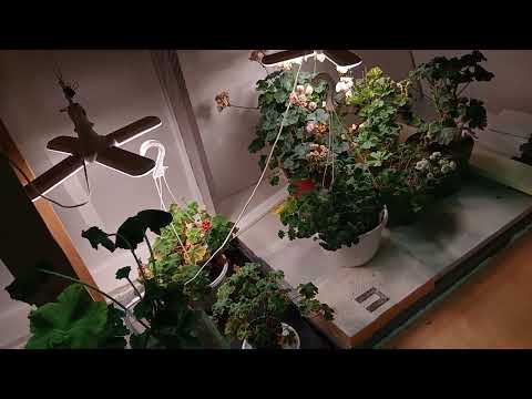 Видео: Новинки пеларгонии в мою коллекцию 🌺 🌺 🌺 