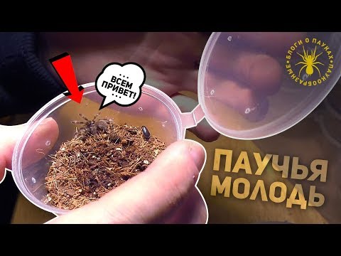 Видео: Кормим кучу паучьей мелочи | poecilotheria ornata