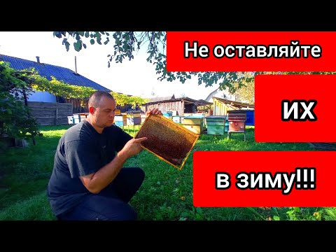 Видео: На таких рамках не нужно зимовать! Могут быть неприятности на пасеке.
