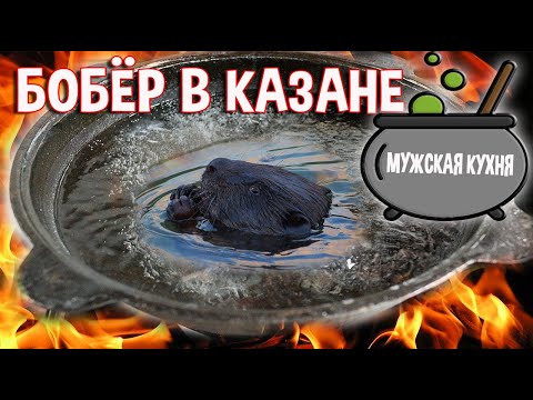 Видео: Бобёр в казане