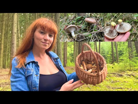 Видео: Некрасивий гриб Мокруха ялинова, гриби Маслята та Польські