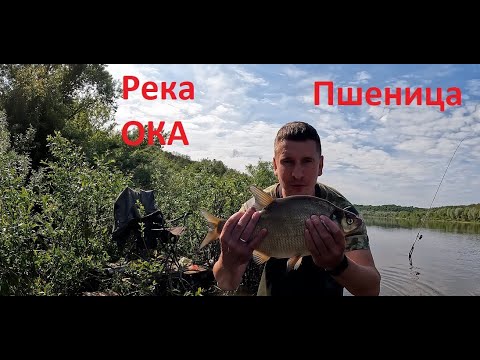 Видео: Я В ШОКЕ!!! ПШЕНИЦА ТВОРИТ ЧУДЕСА!!! СПАСИБО РЕКА. РЫБАЛКА НА ДОНКИ!! #fishing #рыбалка
