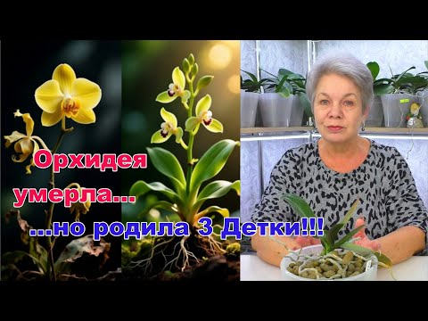 Видео: Я полила орхидею Фундазолом… и она родила Детку без красных листьев. Это не теория — это чудо!
