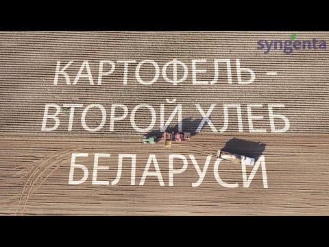 Видео: Производство картофеля в Беларуси — интервью, фермерское хозяйство Фортуна