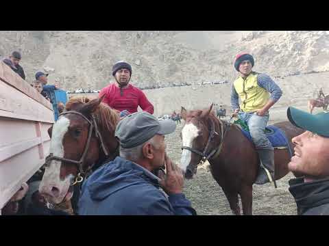 Видео: 26.10.2025 бузкаши дар шаҳри Панҷакент деҳаи Косатарош