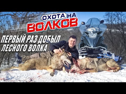 Видео: охота на волков!волки "резали" косуль,добыли ЛЕСНЫХ волков!