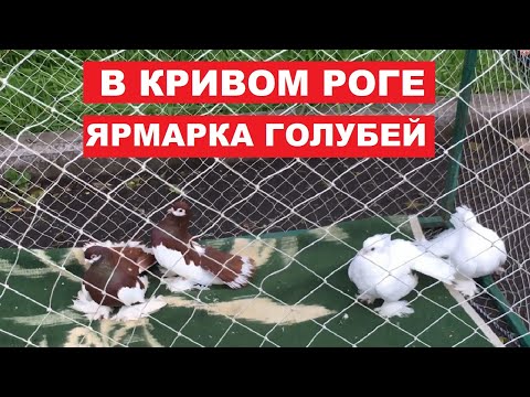 Видео: Ярмарка голубей и декоративных птиц г. Кривой Рог 29.04.2023