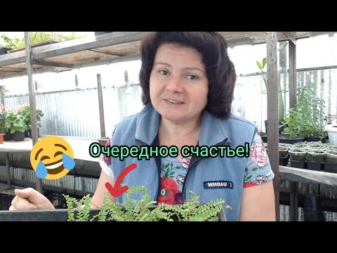 Видео: Спасаю, делю и пересаживаю MIX папоротников.