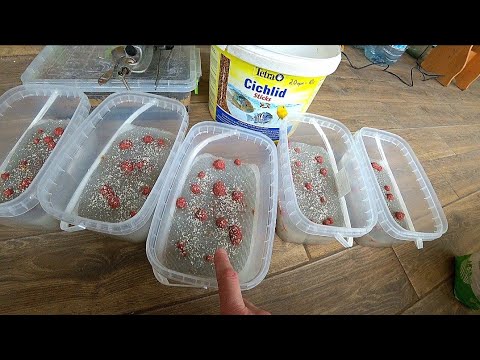 Видео: Поработал с трубочником