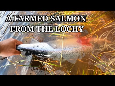 Видео: Ловля лосося на реке Лохи в сентябре 2025 г.