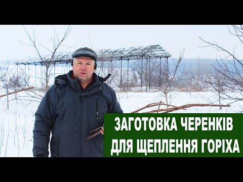 Видео: №112 Заготовка горіхових черенків для зберігання