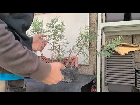 Видео: Как сделать еще один бонсай с нуля (стиль Yose Ue). Кипарисовая роща. 22.10.2023