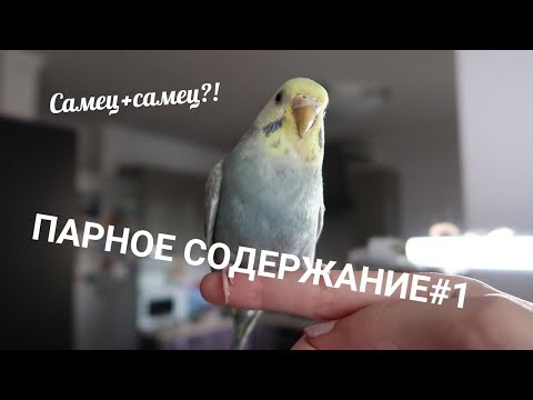 Видео: ПАРНОЕ СОДЕРЖАНИЕ #1| УЖИВУТСЯ ЛИ ДВА САМЦА?! | AOI INKO