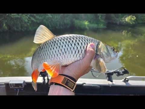 Видео: СЕКРЕТНЫЙ РЕЦЕПТ ЧЕБУРЕКОВ ИЗ ГОЛАВЛЯ!!! Рыбалка нахлыстом на реке.