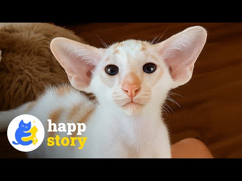 Видео: Вежливый кот, который мяукает азбукой Морзе в «Индейках» 🦃 | HAPP