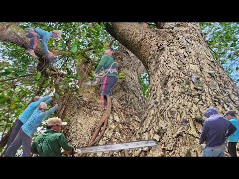 Видео: Распиловка большого, огромного дерева, огромных ветвей, перекрытие реки, техническая пила, 263