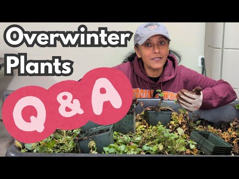 Видео: Вопросы и ответы о зимующих растениях: покой, свет, вода