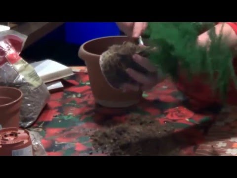 Видео: Аспарагус. Комнатная Спаржа. Неприхотливые Комнатные Растения. Аспарагус Потерял Красоту,что делать?