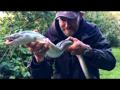 Видео: Редкий и ценный угорь:   как его выращивают и зачем ловят его мальков