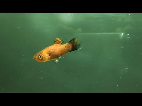 Видео: Купил рыбку на рынке а она не ест корм