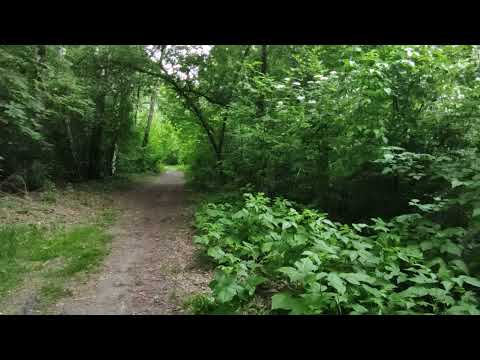 Видео: Утренняя прогулка по лесу * Утреннее пение птиц * Звуки природы в лесу * Пение птиц.