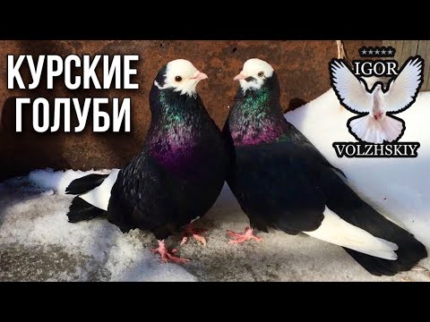 Видео: Курские голуби Трубицына Александра. Март 2021