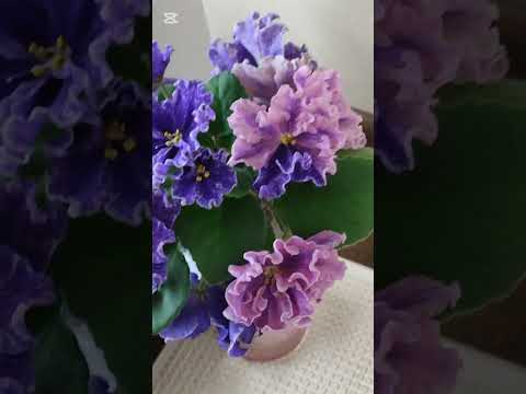 Видео: Цветение фиалок на стеллаже...