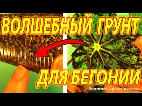 Видео: ИДЕАЛЬНЫЙ ГРУНТ ДЛЯ БЕГОНИИ. Лучший состав для бегонии ампельной, клубневой | flowersecrets