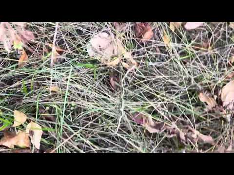 Видео: Гриби