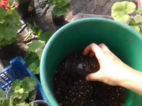 Видео: Черенкование герани круглый год.