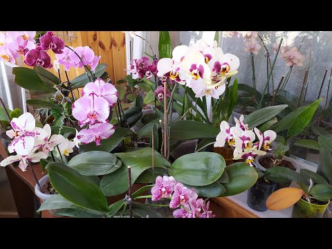 Видео: Обзор  домашнего цветения моих орхидей  конец мая 2022 (часть2)