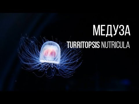 Видео: ОНА БЕССМЕРТНА - МЕДУЗА TURRITOPSIS NUTRICULA || ЖИВАЯ ЗЕМЛЯ