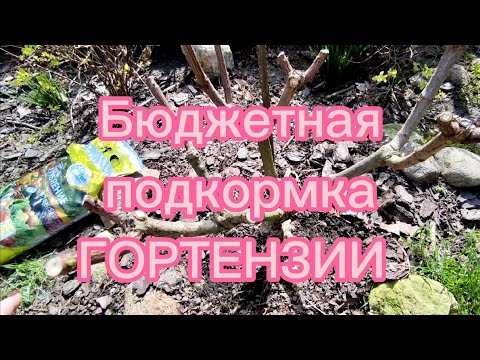 Видео: Бюджетная подкормка ГОРТЕНЗИИ 🌿 Сроки,удобрение 🌿 Первые работы с ГОРТЕНЗИЕЙ после обрезки🌿