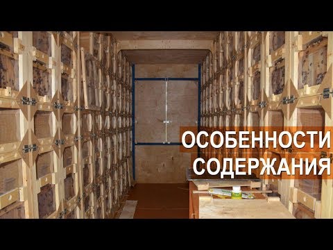 Видео: Особенности содержания пчёл в кассетных павильонах. Пасека Берендей.