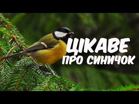 Видео: Цікаві факти про синичок. Синички. Види синичок